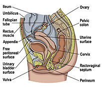 endometriusard.jpg